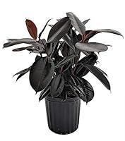 Algopix Similar Product 2 - Burgundy Rubber Tree Plant  Ficus  an