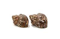 Algopix Similar Product 8 - Hermit Crab Shells  Turbo Shells  2