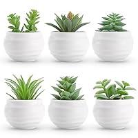 Algopix Similar Product 7 - Der Rose Set of 6 Succulents Plants