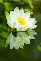 Algopix Similar Product 20 - Bloomsz Nymphaea Water Lily Alba- Root