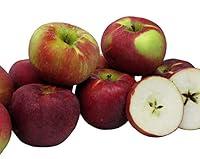 Algopix Similar Product 17 - Kauffman Orchards Cortland Apples