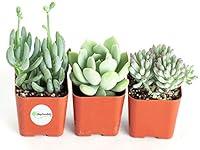 Algopix Similar Product 7 - Shop Succulents  Soft Blue Collection