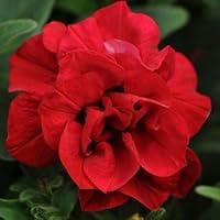 Algopix Similar Product 18 - Double Wave Red Petunia Seeds Seed Pack
