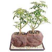 Algopix Similar Product 19 - Brussels Live Dwarf Hawaiian Umbrella