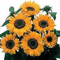 Algopix Similar Product 4 - Untreated Sunflower Seeds for Planting