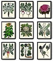 Algopix Similar Product 19 - Vegetable Wall Art Print Set of 9