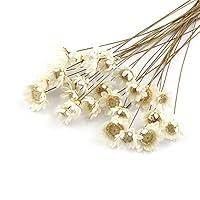 Algopix Similar Product 6 - 100 stems Natural Dry Flowers Brazilian