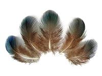 Algopix Similar Product 5 - 10 Pieces  Iridescent Green Peacock