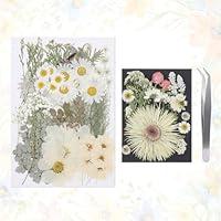 Algopix Similar Product 20 - A4 Large Dried Pressed Flowers for