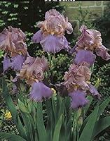 Algopix Similar Product 5 - Bloomsz Iris Germanica Mother Earth