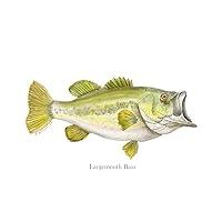 Algopix Similar Product 8 - Largemouth Bass Portrait Lake Fishing