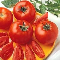 Algopix Similar Product 5 - Tomato Seeds for Planting  Bush Early