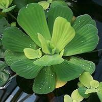 Algopix Similar Product 15 - AquaLeaf Aquatics 3 Water Lettuce 