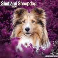 Algopix Similar Product 3 - Shetland Sheepdog Calendar 2025 