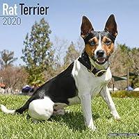 Algopix Similar Product 11 - Rat Terrier Calendar  Dog Breed
