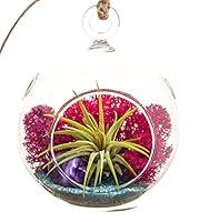 Algopix Similar Product 4 - Bliss Gardens Mini Air Plant Terrarium