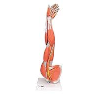 Algopix Similar Product 5 - 3B Scientific M10 Dissectible Muscled