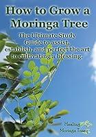 Algopix Similar Product 18 - How to grow a Moringa Tree The