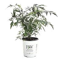 Algopix Similar Product 13 - Black Lace Elderberry Sambucus Live
