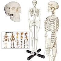 Algopix Similar Product 4 - Human Skeleton Anatomy Model with Metal