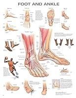 Algopix Similar Product 12 - Foot and Ankle Anatomical Chart