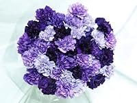 Algopix Similar Product 4 - 200 Freshcut Mixed Purple Carnations