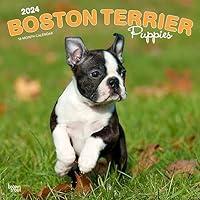 Algopix Similar Product 15 - Boston Terrier Puppies  2024 12 x 24