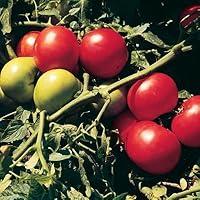 Algopix Similar Product 11 - Tomato Supersonic F1  Vegetable Seeds