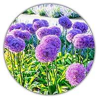 Algopix Similar Product 2 - Samenquellede Giant OnionOrnamental