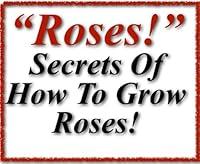 Algopix Similar Product 17 - Rose  About Roses  How To Grow Roses