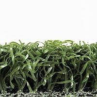 Algopix Similar Product 15 - RealGrass Putting Green Artificial