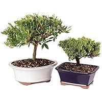 Algopix Similar Product 1 - Brussels Live Gardenia and Green Mound