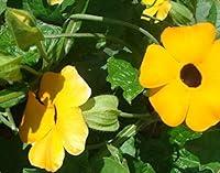 Algopix Similar Product 4 - Perennial Climbing Plant Yellow