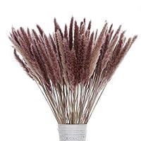 Algopix Similar Product 12 - Color Life 60 Pcs Natural Dried Pampas