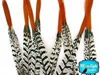 Algopix Similar Product 20 - Pheasant Feathers Lady Amherst
