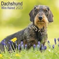 Algopix Similar Product 5 - Wirehaired Dachshund Calendar  Dog