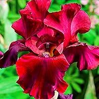 Algopix Similar Product 8 - Iris Bulbs Simply Beautiful Flowering