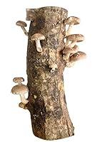 Algopix Similar Product 8 - 12 Shiitake Mushroom Log Grow Your Own