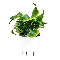 Algopix Similar Product 14 - Live Indoor Houseplant 4 Dracaena