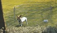 Algopix Similar Product 12 - Savic Dog Park 3 Octagonal Play Pen 61