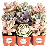 Algopix Similar Product 11 - Shop Succulents  Soft Pink Collection