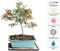 Algopix Similar Product 5 - Brussels Live Dwarf Pyracantha Outdoor