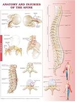 Algopix Similar Product 6 - Anatomy and Injuries of the Spine
