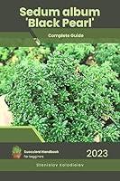 Algopix Similar Product 4 - Sedum album Black Pearl Succulent