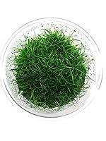 Algopix Similar Product 13 - Greenpro Dwarf Hairgrass Live Aquarium