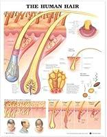 Algopix Similar Product 13 - The Human Hair Anatomical Chart