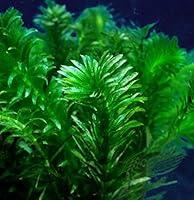 Algopix Similar Product 19 - Pond Oxygenating Elodea Anacharis Bunch
