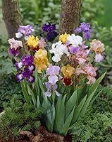 Algopix Similar Product 18 - Bloomsz Iris Germanica Mixed Super
