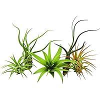 Algopix Similar Product 9 - 5 Pack Air Plant Tillandsias by Bliss