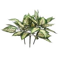 Algopix Similar Product 5 - OakRidgeTM Hosta Bushes Set of 3 